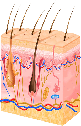 SpartanMD | Hair Transplantation